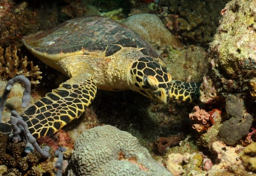 green sea turtle