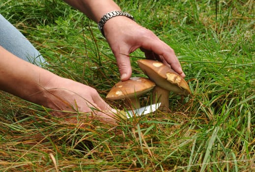 Cutting mushrooms