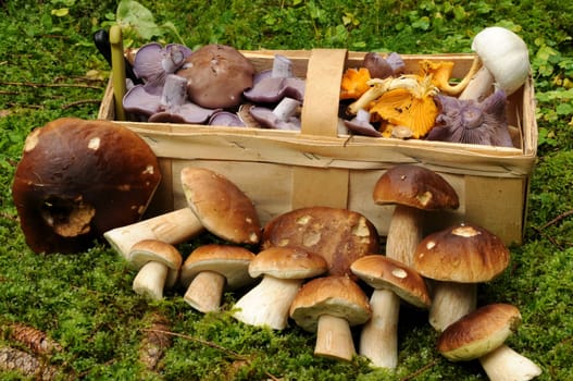 Mushroom picking