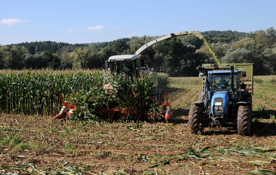Harvesting maize