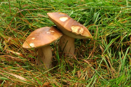 Boletuses