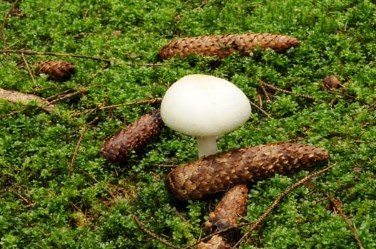 Forest mushroom