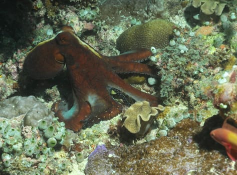 Octopus in the reef