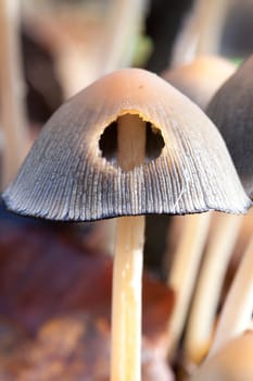 Tintling with hole - Coprinus in a macro image