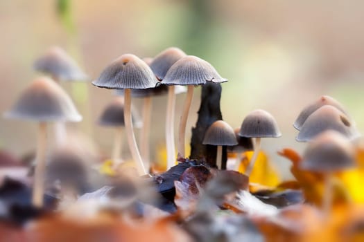 Tintlings - Coprinus taken between leaves - macro image
