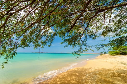Low hanging branches of a tree on a Caribbean beach in La Guajira, Colombia