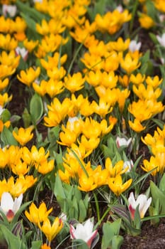 blooming crocus flowers, Keukenhof