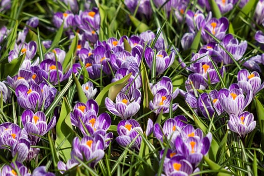 blooming crocus flowers, Keukenhof