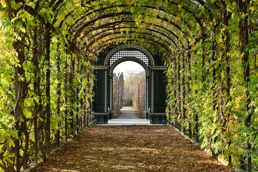 Garden arbor,passage with climbing plants and foliage on the ground