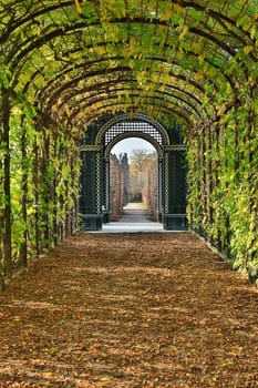 Garden arbor,passage with climbing plants and foliage on the ground