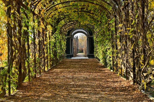 Garden arbor,passage with climbing plants and foliage on the ground