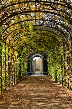 Garden arbor,passage with climbing plants and foliage on the ground