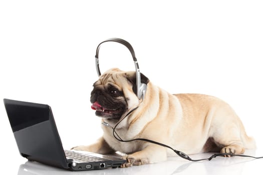 Pug Dog with laptop.