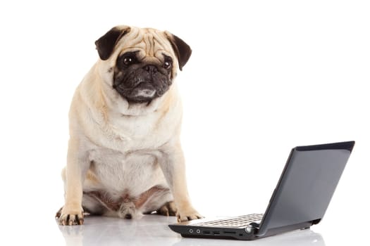 Pug Dog with laptop.