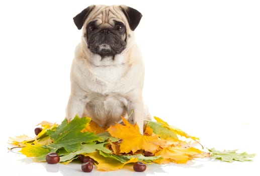 Pug Dog isolated on white background with autumn leaves