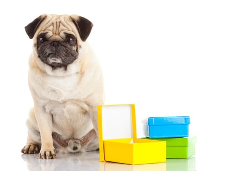 pug dog isolated on a white background