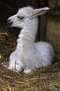 Llama Juvenile