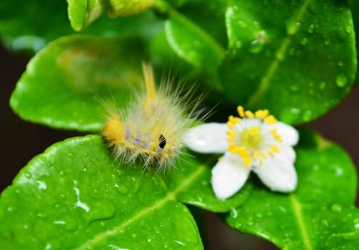 Caterpillar hairs on the leaves bergamot
