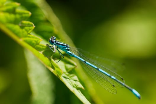 Full body side view of a large damselfly (Ischnura elegans) sitting on a leaf