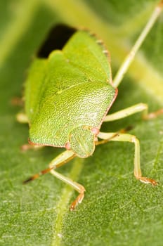 Shearer frontal full-body image of a green stink lance (Palomena prasina) with black abdomen sitting on a leaf