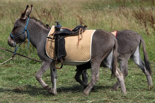 donkey