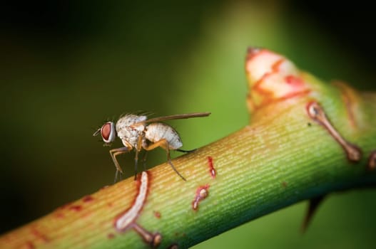Full body close-up of a single fruit fly (Drosophila melanogaster) in lateral view sitting on a branch with a bud and cleaning its front legs