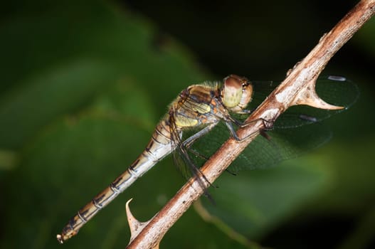 Full body close-up egg spotted damselfly sitting on a leaf