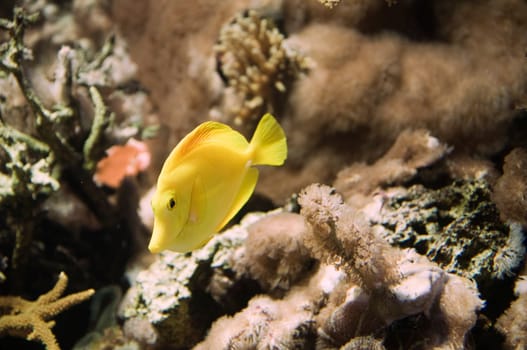 yellow sailing surgeonfish (Zebrasoma flavenscens) against coral background