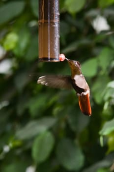 Mosquito hummingbird hovering drinking nectar on a feeding vessel