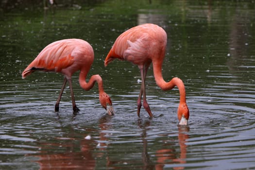 Flamingos