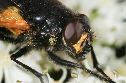 Macro image of a housefly (Musca domestica) in lateral view