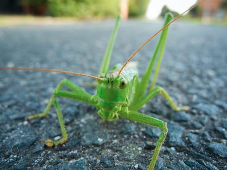 Close to the ground close-up of a single green grasshopper (Tettigonia viridissima) sitting on asphalt