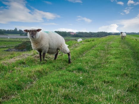 Sheep (Ovis orientalis aries) on an East Frisian dike in autumn