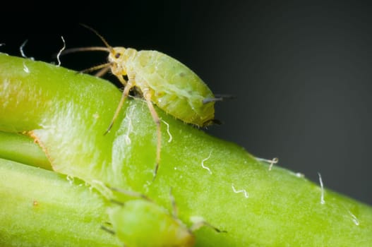 lateral macro image of a two-millimetre green aphid