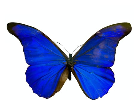 Macro image of a morpho rhetenor isolated on white