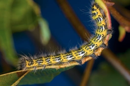 Moonbird caterpillar on a branch