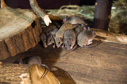 small group of dark Cairo spiny mice (acomys cairo spiny mouse) on branches in dark surroundings