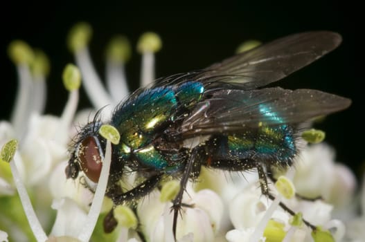 Macro image of a housefly (Musca domestica) in lateral view