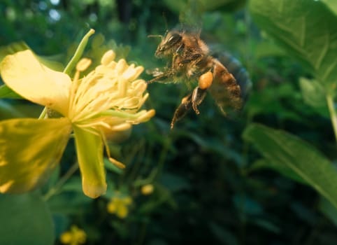 yellow flower with flying bee approaching
