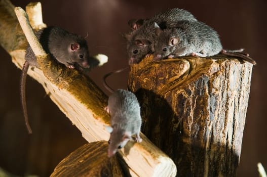 small group of dark Cairo spiny mice (acomys cairo spiny mouse) on branches in dark surroundings
