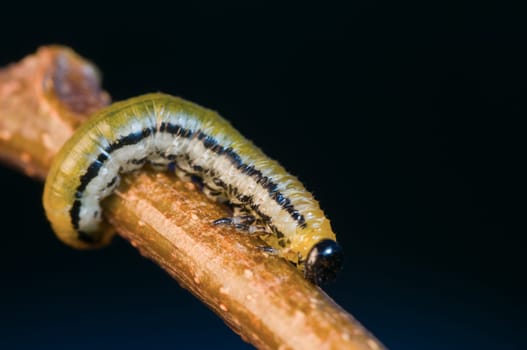 Macro image of a single wasp larva (Allantus scophulariae) on a branch
