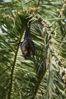 Indian giant flying fox hanging from a palm leaf