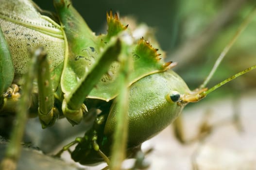 Head of a green exotic grasshopper with brown spines as a macro image on natural ground