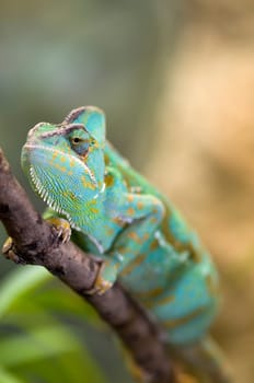 Close-up of a Yemen chameleon sitting on a branch against a blurred natural background