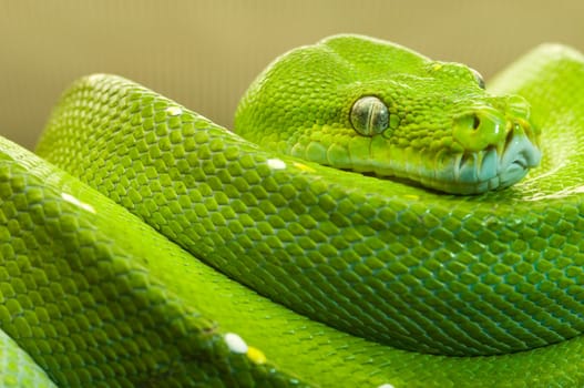 Close-up of a green tree python (Morelia viridis) at rest on a branch looking into the camera