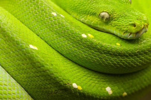 Close-up of a green tree python (Morelia viridis) at rest on a branch looking into the camera