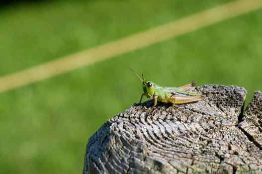 Green grasshopper on a fence post against a green blurred background
