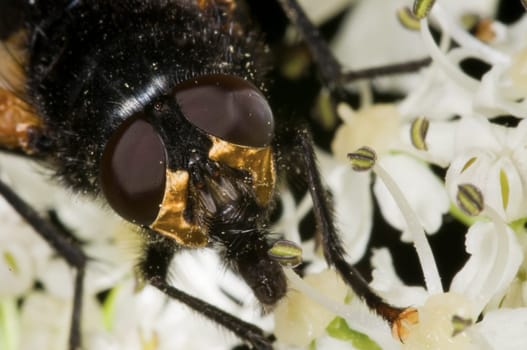 Macro image of a housefly (Musca domestica) in lateral view