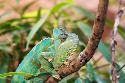 Close-up of a Yemen chameleon sitting on a branch against a blurred natural background