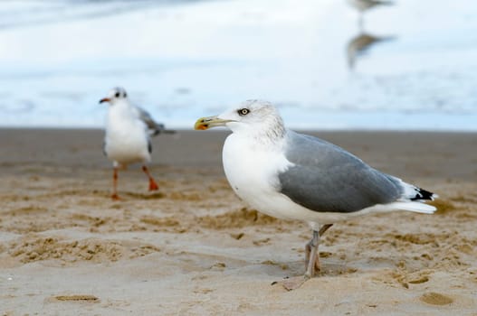 two herring gulls standing on the beach in side view
